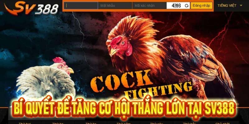 Đá Gà SV388 – Điểm Đến Lý Tưởng Cho Cho Mọi Sư Kê