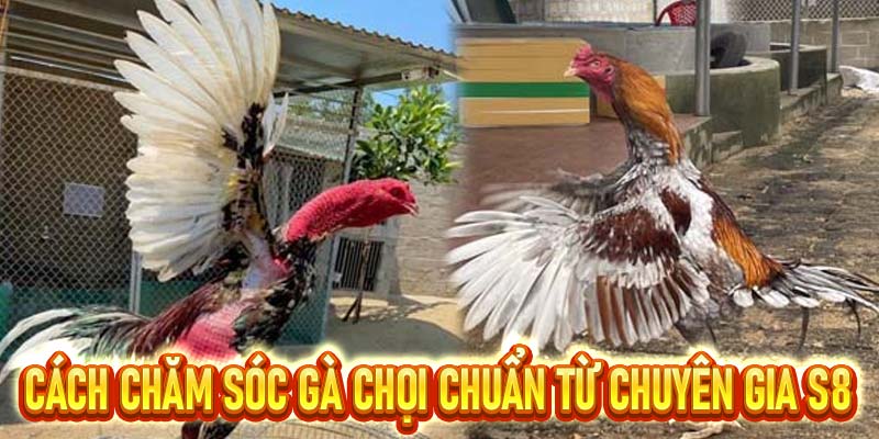 Cùng S8 Tìm Hiểu Cách Chăm Sóc Gà Chọi Tốt Nhất