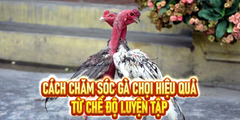 Cùng S8 Tìm Hiểu Cách Chăm Sóc Gà Chọi Tốt Nhất