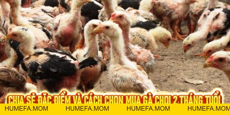 S8 chia sẻ bí quyết nuôi gà chọi 2 tháng tuổi khỏe mạnh
