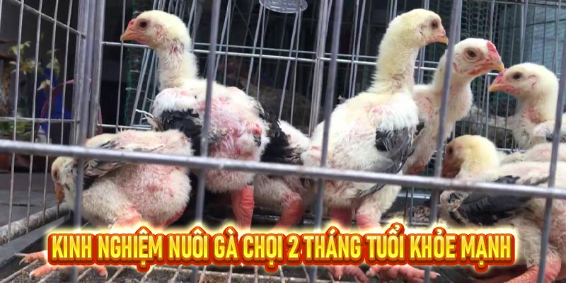 S8 chia sẻ bí quyết nuôi gà chọi 2 tháng tuổi khỏe mạnh