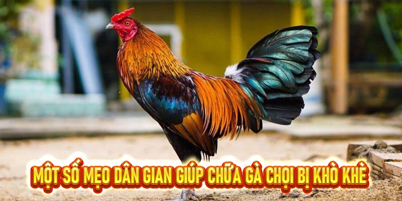 Gà chọi bị khò khè và cách chữa trị hiệu quả cùng S8