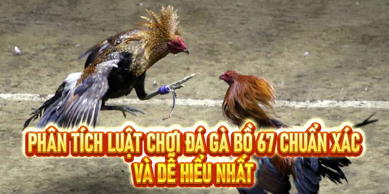 Đá Gà Bồ 67 – Hình Thức Giải Trí Cực Hấp Dẫn Có Tại S8