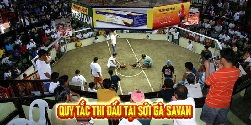 Sới gà Savan – Địa điểm diễn ra trận đấu hay Top 1 Châu Á