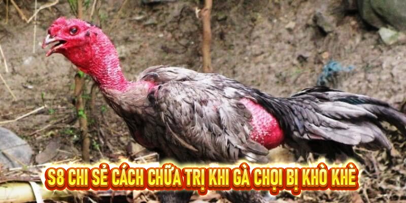 Gà chọi bị khò khè và cách chữa trị hiệu quả cùng S8