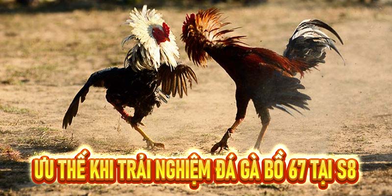 Đá Gà Bồ 67 – Hình Thức Giải Trí Cực Hấp Dẫn Có Tại S8