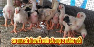 Cập Nhật Tin Tức Nhanh 24/7 Tại Nhà Cái S8