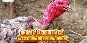 Cập Nhật Tin Tức Nhanh 24/7 Tại Nhà Cái S8